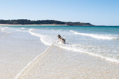 Dog on beach against sky