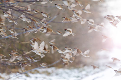 Close-up of birds flying in snow