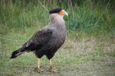 Close-up of a bird on field