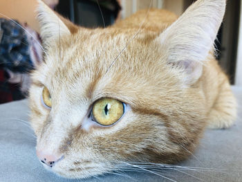 Close-up of a cat looking away