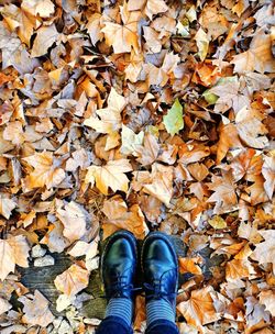 Low section of person standing on maple leaves