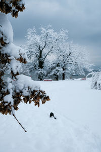 Snow covered trees on field against sky