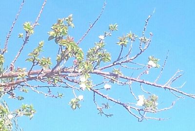 Low angle view of flowers against clear blue sky