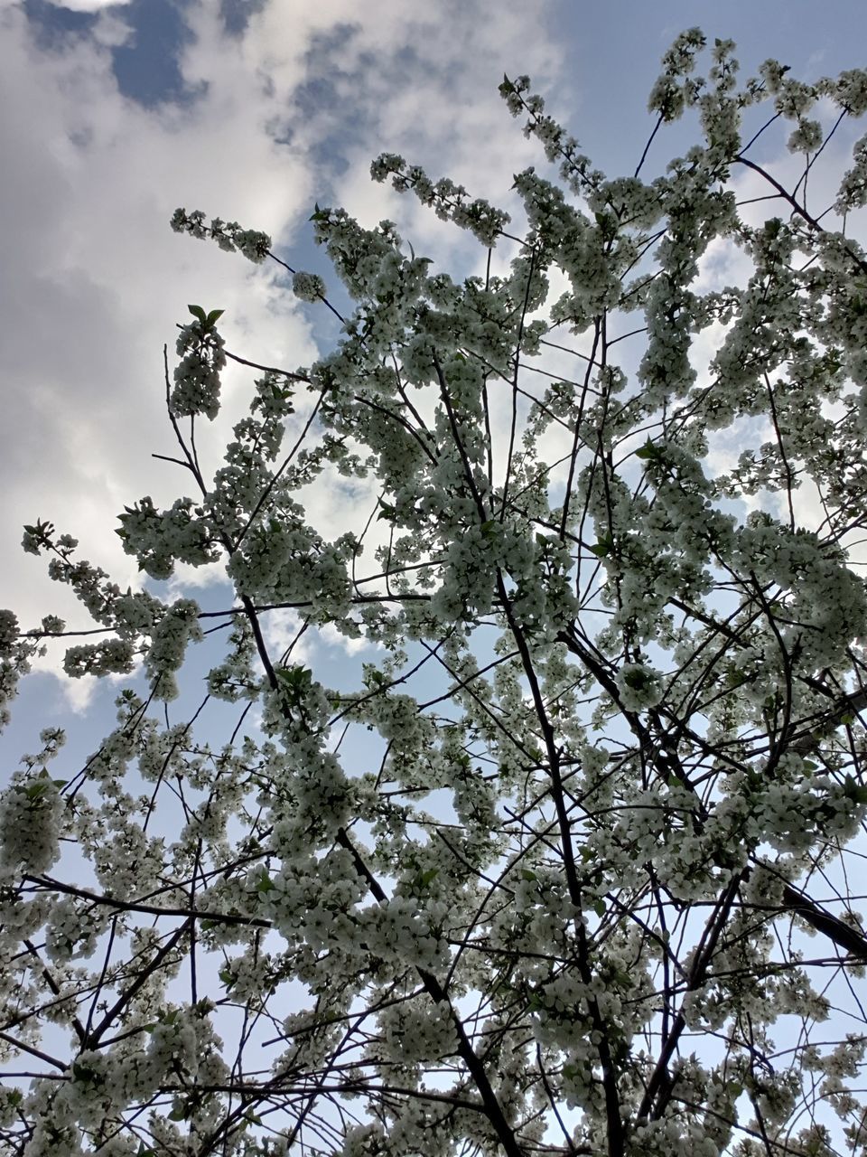 LOW ANGLE VIEW OF FLOWERING PLANT AGAINST SKY