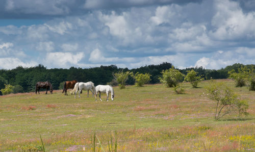 Cows grazing on field against sky
