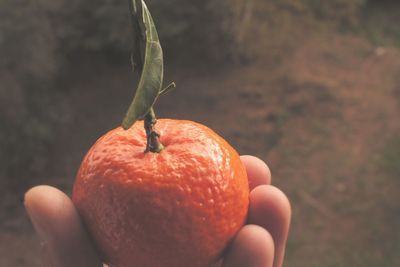 Cropped hand of person holding orange fruit