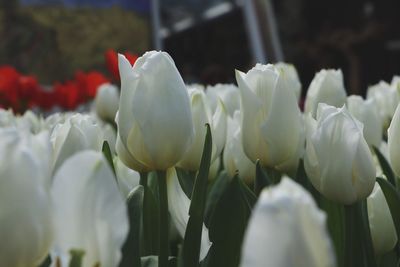 Close-up of white tulips blooming outdoors