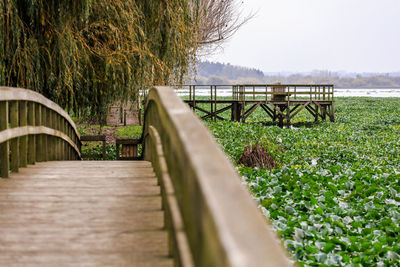 Surface level of footbridge along trees in park