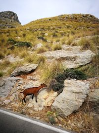 Sheep on rock against sky