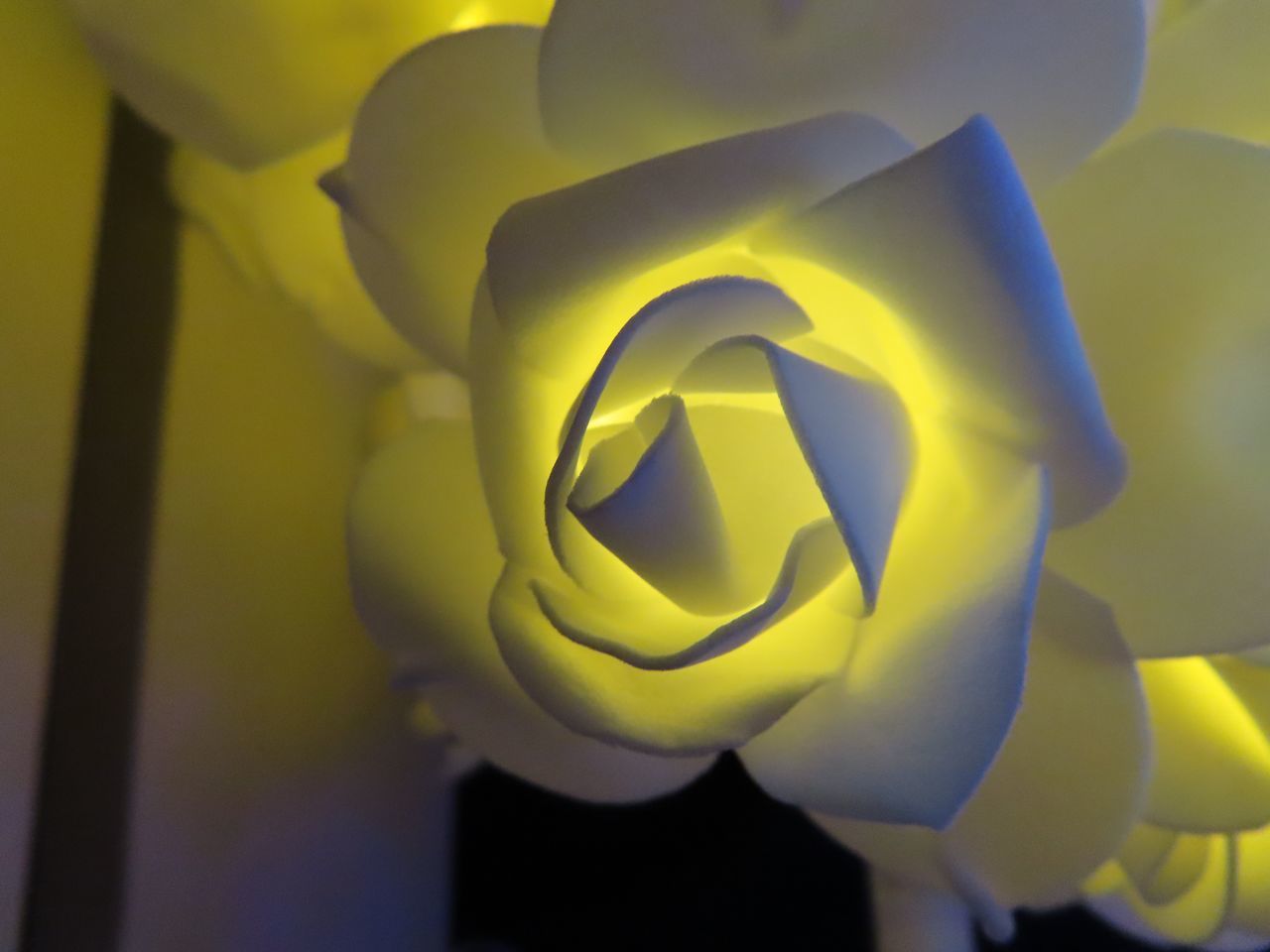 CLOSE-UP OF YELLOW ROSE FLOWER IN SUNLIGHT