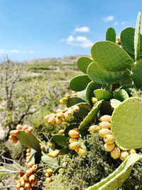 Close-up of cactus growing on field against sky