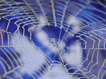 Close-up of spider web