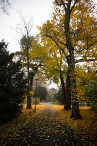 Road amidst trees in park during autumn