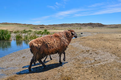 A group of sheep and horses in the jungar basin, xinjiang, are drinking water around a clear pond.