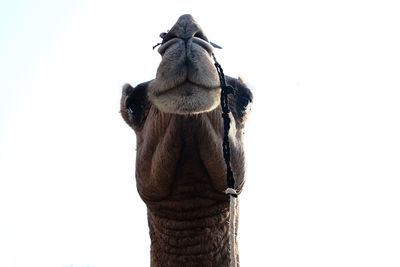 Low angle view of a horse against clear sky