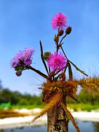 Close-up of pink flowering plant against sky