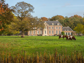 Horses on field against sky