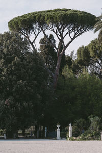 Scenic view of trees against clear sky