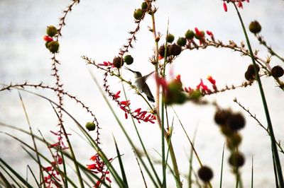 Close-up of hummingbird perching on red flowers