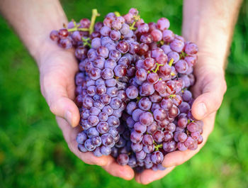 Close-up of hand holding fruit