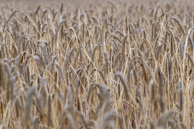 High angle view of ripe wheat field