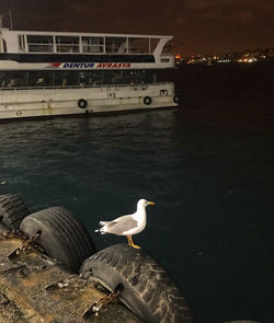 Seagulls on sea shore