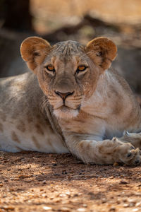 Close-up of lioness lying under shady bush