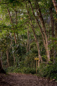 Trees in forest