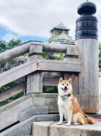 Portrait of dog sitting on wood against building