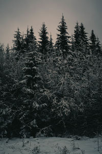 Pine trees on snow covered land against sky