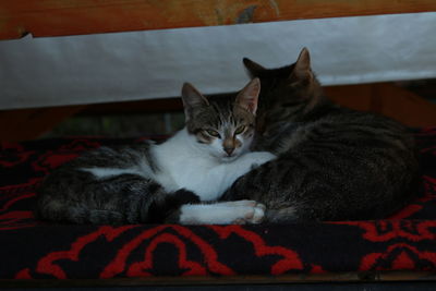 Close-up of cats resting