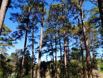 Low angle view of trees in forest against sky