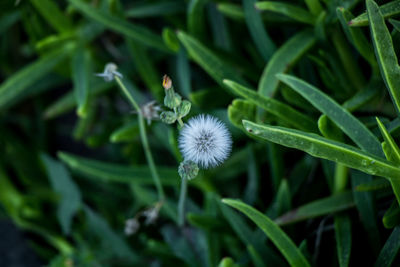 Close-up of flower blooming outdoors