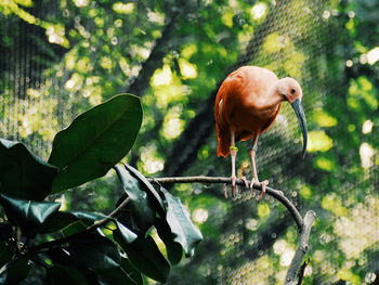 View of a bird on tree