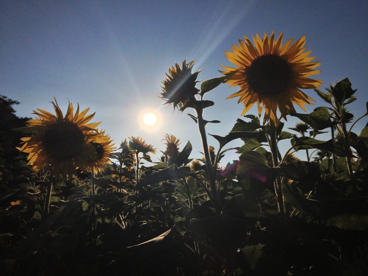 flower, growth, sun, beauty in nature, sunlight, freshness, plant, nature, clear sky, low angle view, fragility, sunflower, sunbeam, sky, flower head, yellow, field, lens flare, blooming, close-up