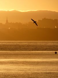 Seagull flying over sea against an orange sky during sunrise set against the edinburgh skyline