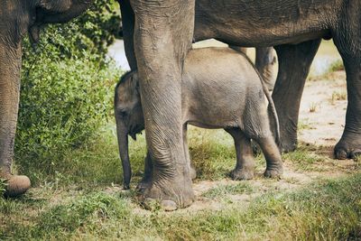 Elephants with calf on grassy field