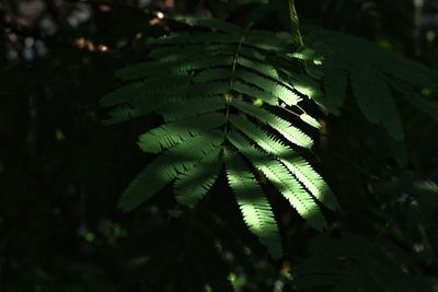 Close-up of fern leaves