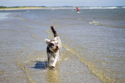 Dog walking on wet shore at beach