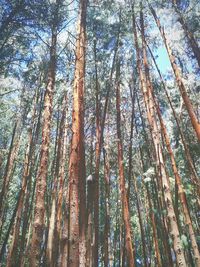 Low angle view of trees in forest