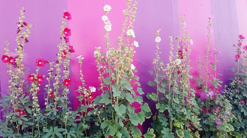 Close-up of pink flowers