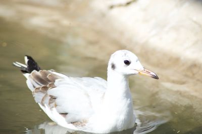 Close-up of seagull