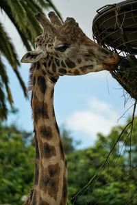 Close-up of giraffe