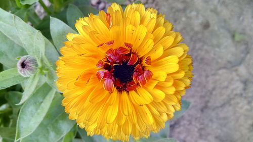 Close-up of honey bee on yellow flower