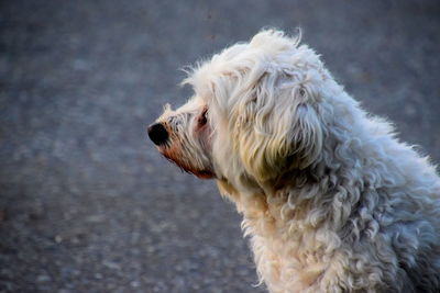 Close-up of a dog looking away