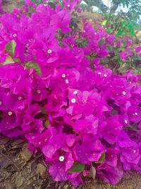 Close-up of pink flowering plant