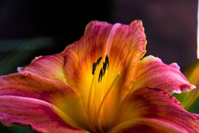 Close-up of day lily blooming outdoors