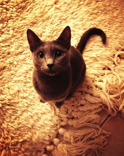 Close-up portrait of cat