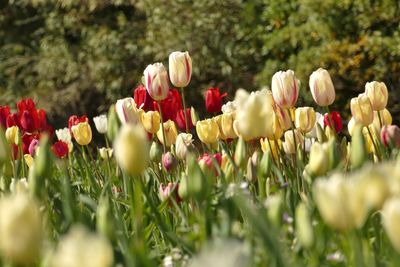 Close-up of fresh flowers blooming in grass