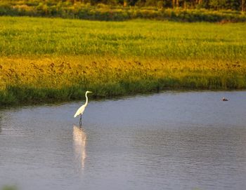 High angle view of gray heron perching in lake